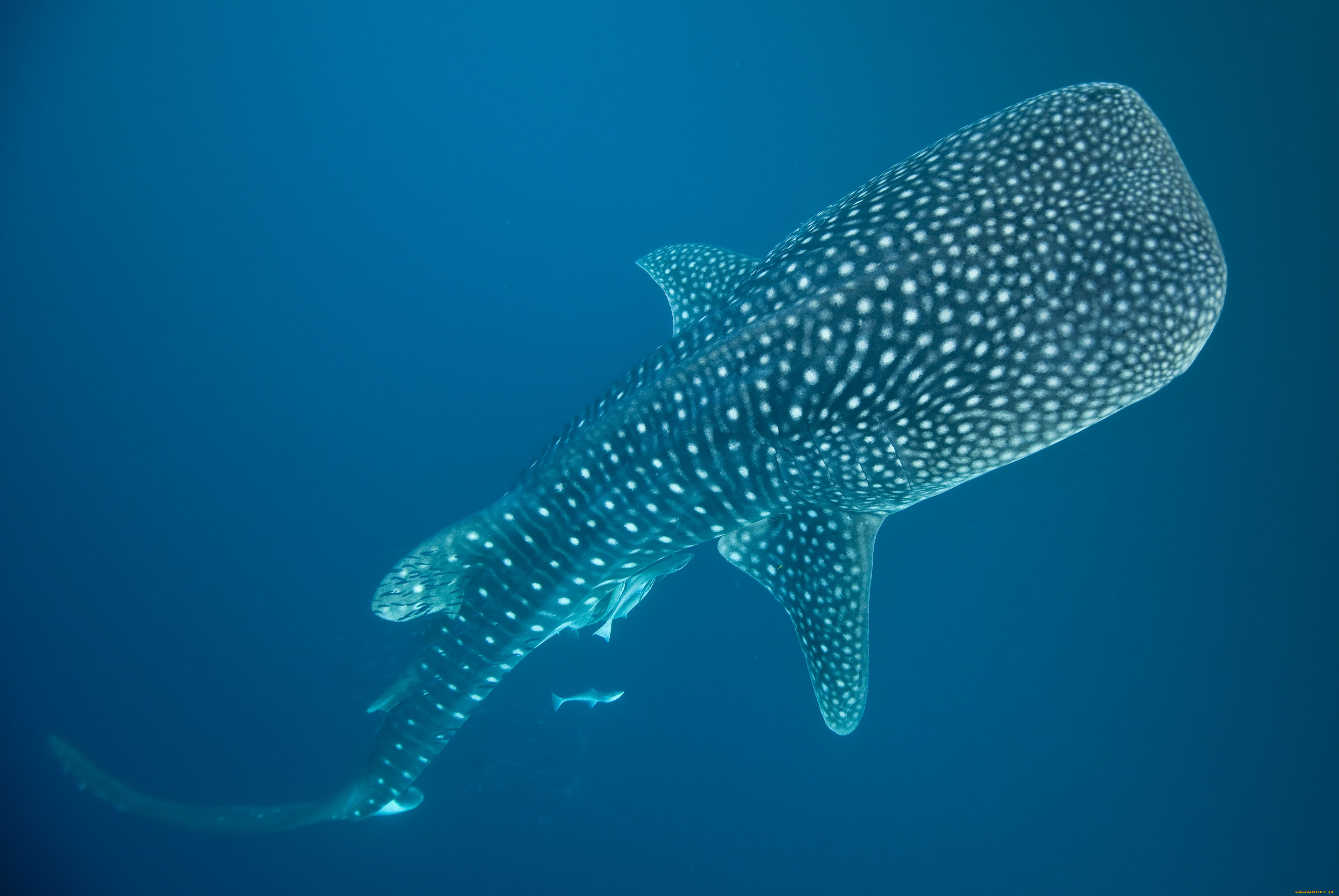 shark, , , , , , 
